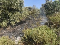 ORMANA - Aydın'da Yangın