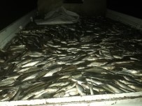 İNCİ KEFALİ - Ercişte 3,5 Ton İnci Kefali Ele Geçirildi