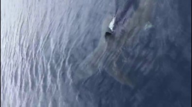 Nesli Tükenmekte Olan Mako Cinsi Köpek Balığı Ege'de Görüldü
