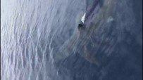 SITKI KOÇMAN ÜNİVERSİTESİ - Nesli Tükenmekte Olan Mako Cinsi Köpek Balığı Ege'de Görüldü
