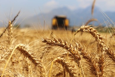 Türkiye'nin İlk Buğday Hasatı Antalya'da Başladı