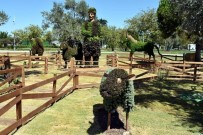 ZEYTINLI - Aliağa'nın Çiftliği Geri Döndü