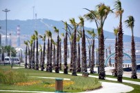 ZEYTİN AĞACI - Aliağa Sahilindeki Palmiye Ve Yeşil Örgü Tamamlandı