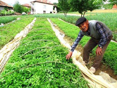 Hasanlar Köyü Sebze Fidesi Deposu