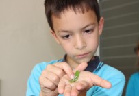 KURUPELIT - İlkokul Öğrencileri Okulda, İpek Böcekçiliği Yapıyor