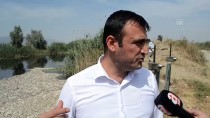 TAHSIN KURTBEYOĞLU - GÜNCELLEME - Aydın'da Toplu Balık Ölümleri
