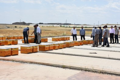 Kahta'da Arıcılara Bin Kovan Kafkas Arısı Desteği