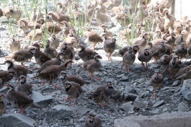 KKKA Hastalığıyla Mücadele İçin 12 Bin Keklik Doğaya Bırakılacak