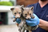 ÇAKAL - Yavru Tilkilere Özel İlgi