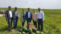 YZO Başkanı Mehmet Akın Doğan Açıklaması 'Karpuz İhracatı Çiftçinin Yüzünü Güldürdü'