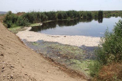 Büyük Menderes Deltası'nda Toplu Balık Ölümleri Tedirgin Etti