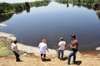 Ölü Balıklar Kilometre Uzunluğundaki Nehre Yayıldı