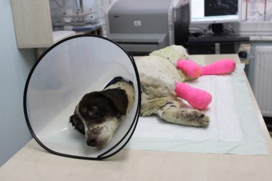 ( Özel) İşkence Edilerek Bacakları Kesilen 'Sızı' Köpek Yaşama Tutundu