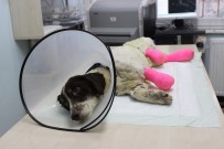 BALıKESIR BELEDIYESI - ( Özel) İşkence Edilerek Bacakları Kesilen 'Sızı' Köpek Yaşama Tutundu