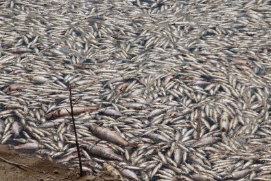 Toplu Balık Ölümleri Tedirgin Etti