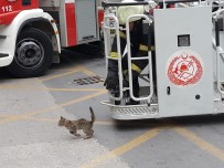 İTFAİYE ERİ - Ağaçta Mahsur Kalan Kediyi İtfaiye Kurtardı