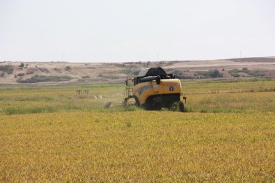 Edirne'de Hububat Hasadı Fiyatları Açıklandı