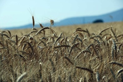 Hasadı Başlayan Buğday Çiftçiyi Mutlu Etmedi