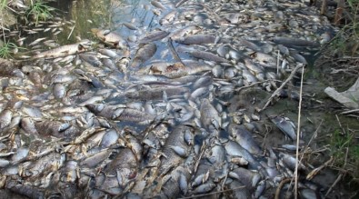 Söke'deki Ölü Balıklar Ege Denizi'ne Ulaştı