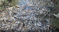 ADNAN MENDERES ÜNIVERSITESI - Söke'deki Ölü Balıklar Ege Denizi'ne Ulaştı