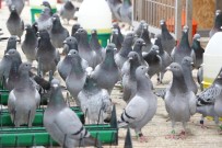 ATMOSFER - Bebek Gibi Bakılıyorlar, Krallar Gibi Ağırlanıyorlar