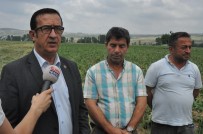 KOZLUCA - Çiftçiyi Dolu Vurdu