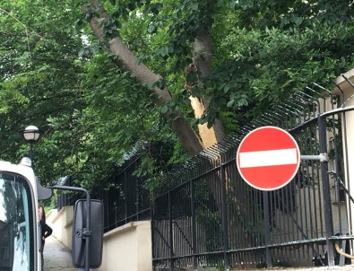 Fatih'te Ağaç Devrildi Faciadan Dönüldü