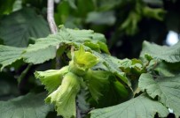 SEVILLA - INC'ye Rekolte Tepkisi