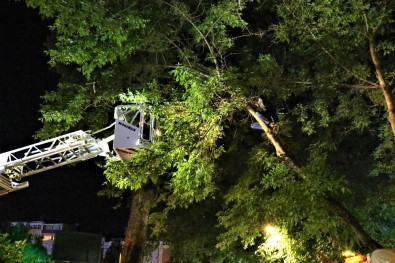 (Özel) Kitap Almak İçin Tırmandığı Ağaçta Mahsur Kaldı