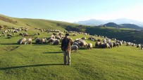 YAYLACILIK - Ramazan'ı Yaylada Koyunları İle Geçiriyorlar