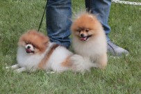 SAĞLIK KARNESİ - 42 Farklı Irktan 180 Köpek Kıyasıya Yarıştı
