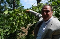 SEVILLA - Arslantürk Dünya Fındık Rekoltesi Tahminini Değerlendirdi