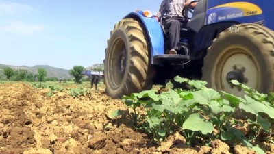 Kestane Kabağı Üretimine Baraj Dopingi