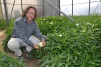 İSMAIL EROĞLU - (Özel) Manisa'da Yetiştirdiği Tropikal Meyveye Sipariş Yağıyor