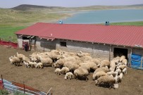 GENÇ KADIN - Üniversite Mezunu Kadın Koyun Çiftliği Kurdu