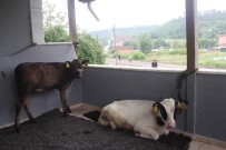 SU TAŞKINI - Ahırı Su Basınca Hayvanları Evinin Balkonlarına Taşıdı