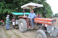 TARIM ÜRÜNÜ - Bafralı Tütün Üreticileri Destek İstiyor
