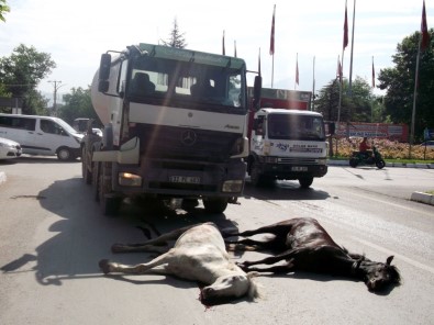 Isparta'da At Dehşeti