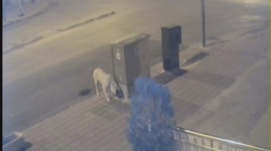 Karaman'da Esnafı Önce Kızdıran Sonrasında İse Güldüren Köpek
