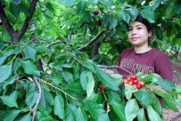 TÜRK PATENT ENSTİTÜSÜ - Kirazda fiyat düştü, üretici zararda