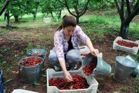 BAHÇECIK - Kirazda Fiyat Düştü