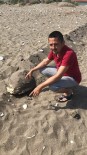 CARETTA CARETTA - Kumluca'da Başı Ezilmiş Caretta Ceratta Bulundu