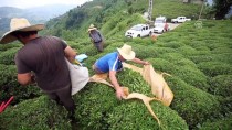 ÇAY ALIMI - Çay Üreticisinin Yüzü Fiyat Artışıyla Güldü