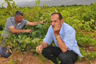 Gaziantep'te De Üzüm Bağları Kuruyor