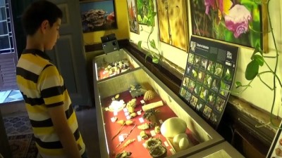 Köpek Balığı Yumurtası Ve Meteor Taşı Bu Müzede