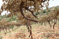 TERÖRIZM - Yahudi Yerleşimcilerin Üzüm Bağı Katliamı