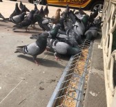 Görele Belediyesi'nden Örnek Proje