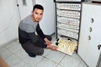 KULUÇKA MAKİNESİ - Hobi İçin Başladı, Şimdi İhracatını Yapıyor