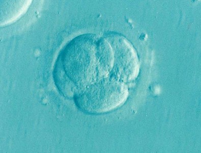 Laboratuvar ortamında embriyo benzeri yapılar üretildi