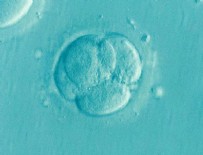 BILIM ADAMLARı - Laboratuvar ortamında embriyo benzeri yapılar üretildi